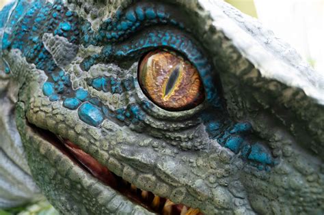 Come Face To Face With Blue The Velociraptor From Jurassic World Franchise