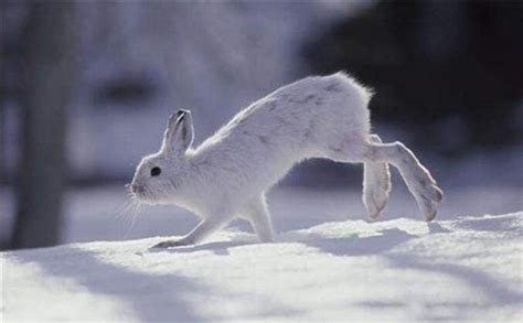 宠物兔品种 最受欢迎的十大宠物兔 如何饲养宠物兔