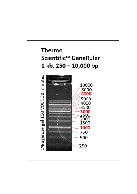 Thermo Scientific GeneRuler 1 Kb DNA Ready To Use 250 10 000 Bp