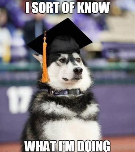 30 Funny Husky Memes Thatll Make You Want To Own One