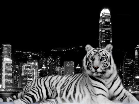 White Tiger Desktop Backgrounds Wallpaper Cave