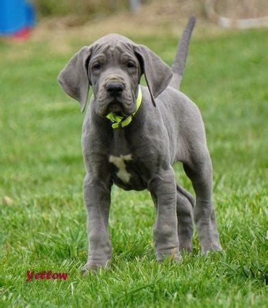 Hello i have some daniff ( half great dane, half mastiff) puppies for sale. Great Dane Puppy for Sale - Adoption, Rescue for Sale in ...