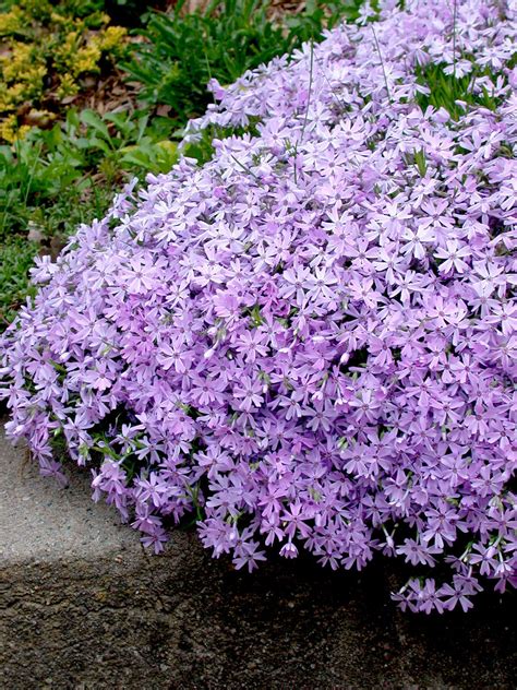 33 Colorful Groundcover Plants That Are Easy To Grow