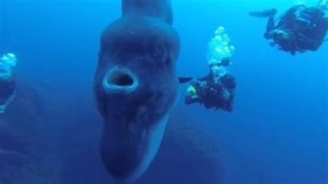 Ocean Sunfish Largest Bony Fish In The World Youtube