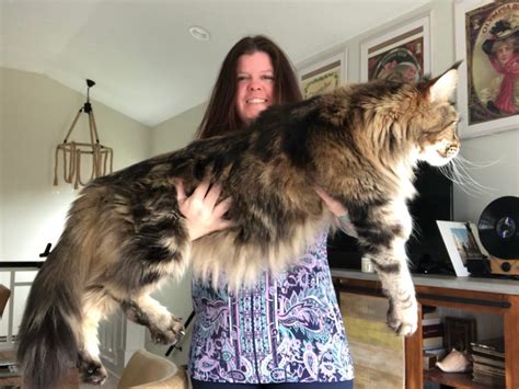 How Much Do Maine Coons Weigh Catsinfo