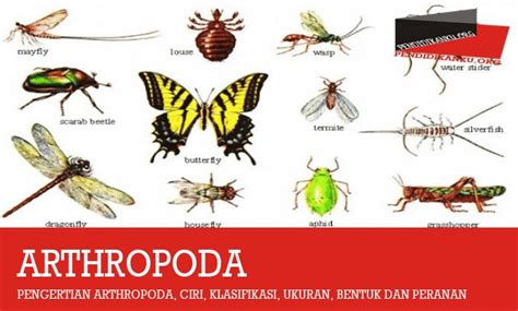 Pengertian Arthropoda Ciri Klasifikasi Ukuran Bentuk Vrogue Co