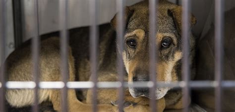 Update 100 Animals Rescued From Failed Sanctuary Arrive At Aspca