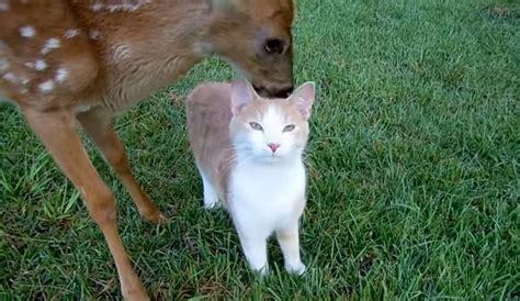 Adorable Friendship Between Ginger Cat And Rescued Baby Deer Video