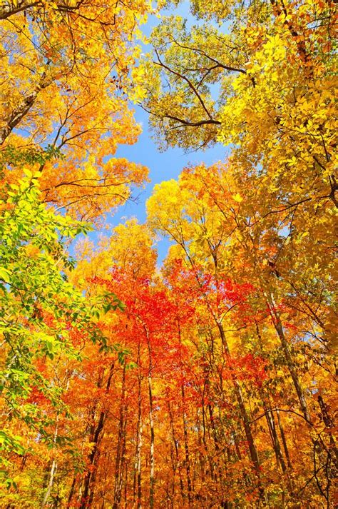 7 Perfect Fall Foliage Drives For Taking In The Scenery In 2020 Fall