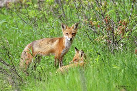 Momma Fox And Kit Photograph By Brook Burling Fine Art America