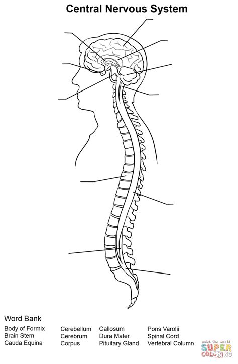The autonomic nervous system is, in turn, divided into the sympathetic and parasympathetic nervous system. Central Nervous System Worksheet coloring page | Free ...