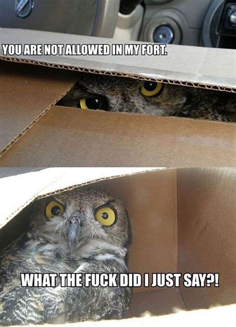 The Internets Most Asked Questions Funny Animal Memes Funny Owls
