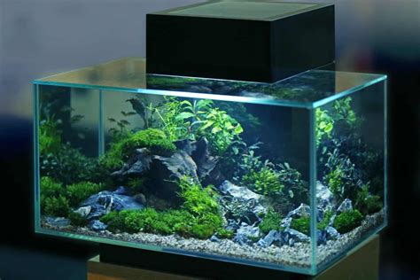 Fluval Edge Aquariums For Betta Fish The All Inclusive Tank