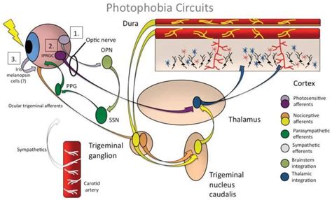 figure 2 1 from the intrinsically photosensitive retinal ganglion cell iprgc pathway and its