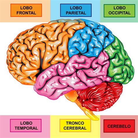 Manual Alimentando Seu Cérebro Centro Nutrição Celular