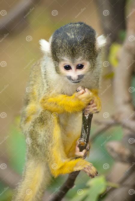 Baby Marmoset Monkey Clinging On A Branch Stock Image Image Of Life