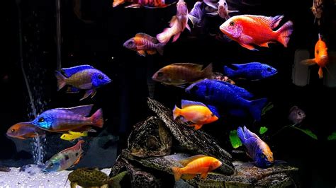 Cichlid Tank Ob Super Aquarium Fish