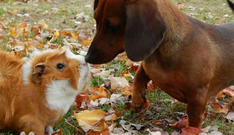 17 Pups Who Welcomed Guinea Pigs Into Their Pack Barkpost