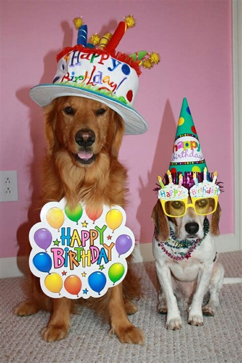 The 17 Little Known Truths On Happy Birthday Meme Dogs And Cats Keep