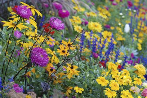 Perennials That Bloom All Spring And Summer Long Blooming