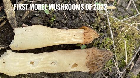 First Morel Mushrooms Of 2022 Southwest Ohio Youtube