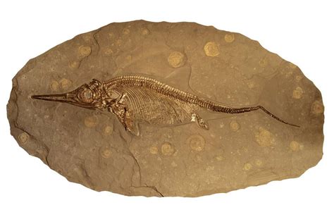 Largest Ever Sea Dragon Fossil Sat Undiscovered In Museum For 20 Years