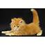 Ginger Kitten Wallpapers And Images  Pictures Photos