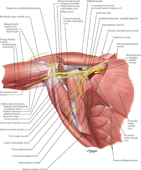 Shoulder Nerve Anatomy Anatomy Diagram Book