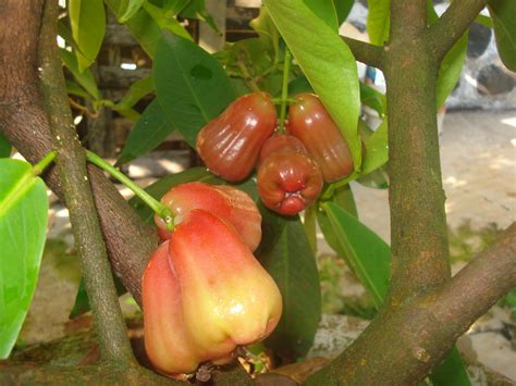 Rumah kurang kena menurut sita, itu jadi salah satu tujuan berkebun juga, membangun ekosistem baru. Berkebun Buah di Rumah