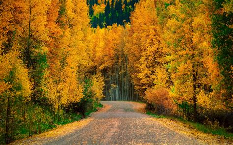 Autumn Fall Landscape Nature Tree Forest Leaf Leaves Path Trail Wallpapers HD Desktop