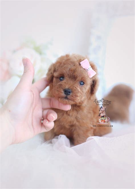 We offer the latest version of vaccines and microchips. Teacup and Toy Poodle Puppies | Teacups, Puppies & Boutique