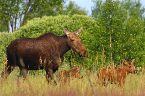 Nearly 30 Years After Chernobyl Disaster Wildlife Returns To The Area
