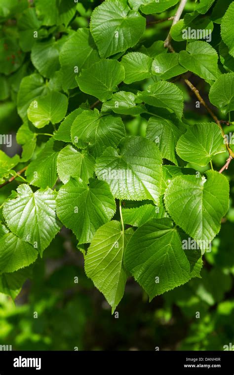Linden Small Leaved Lime Tilia Cordata Leaves Stock Photo Alamy