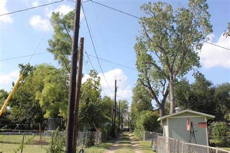 It is difficult to kill a money plant so it is known as devil's vine or ivy. Trees Near Power Lines | Garland Power & Light