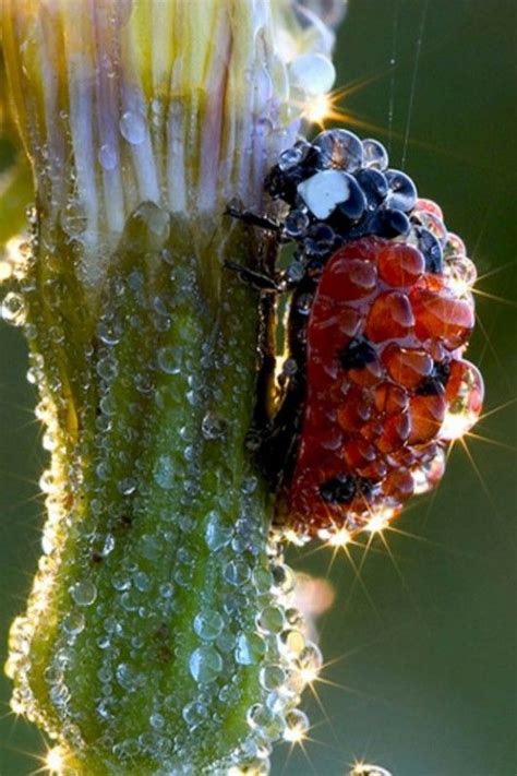 Dew Covered Lady Bug And Flower I Want A Macro So Bad All Nature