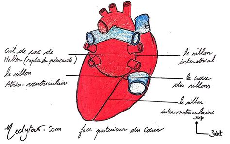 Lanatomie Du Coeur Et Son Application En Pathologie Cours