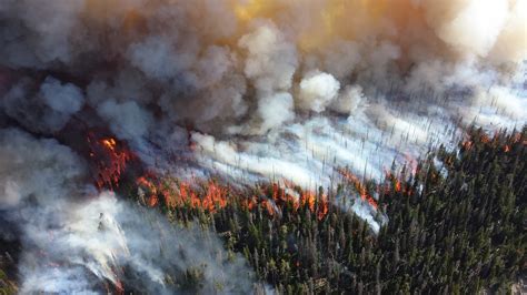 Wildfire Smoke May Carry Mind Bending Amounts Of Fungi And Bacteria