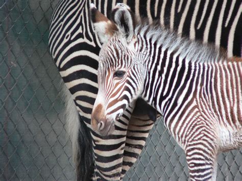 Zebra Reid Park Zoo