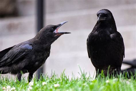 Can Crows Talk Can They Be Taught To Mimic Human Speech