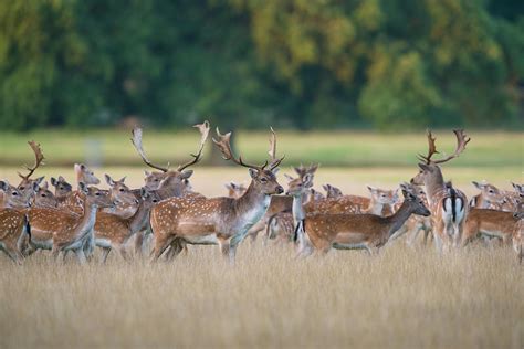 Fallow Deer Herd During Rut Norfolk By Mike Powles
