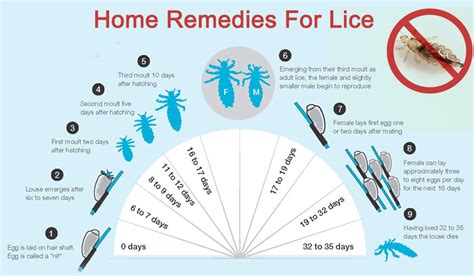 2 Natural Head Lice Treatments With Coconut Oil Simply And Naturally