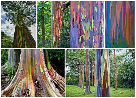 Rainbow Eucalyptus Wood Wood Flooring Eucalyptus Deglupta Rainbow