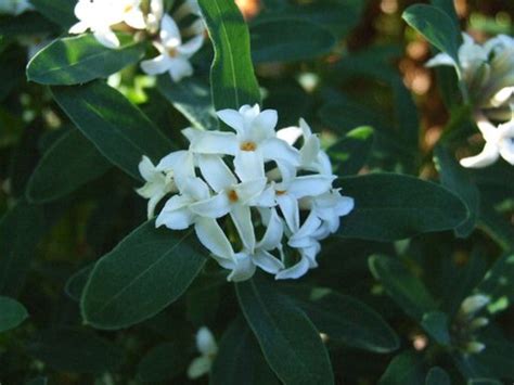 Daphnes are well known for their intensely fragrant flowers. Daphne x transatlantica Eternal Fragrance™ PP18361 ...