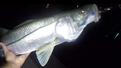 Catching Snook At Nighttime Fishing With Jigs Youtube