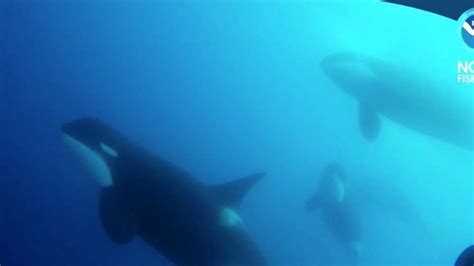 New Orca Species Discovered Scientists Spot Mysterious