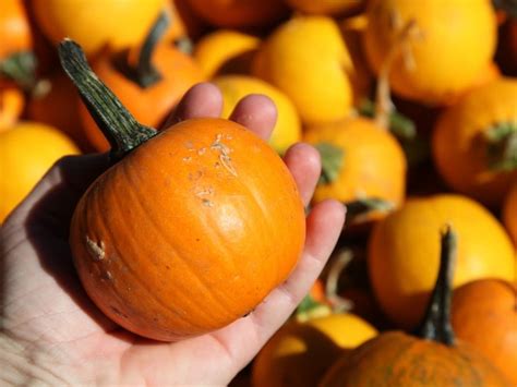 Where Pumpkin Patches Are Open In 2022 Near Greater Alexandria