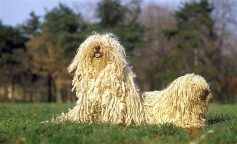 17 Dog Breeds With Curly Hair Curly Canines
