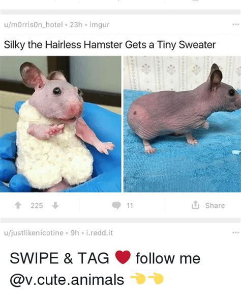 Umorrison Hotel 23h Imgur Silky The Hairless Hamster Gets A Tiny Sweater 225 ↓ Share