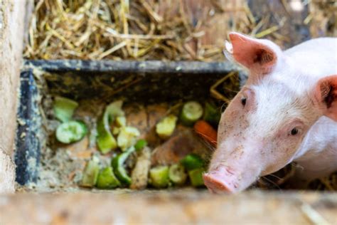 550 Pigs Feeding Trough Stock Photos Pictures And Royalty Free Images