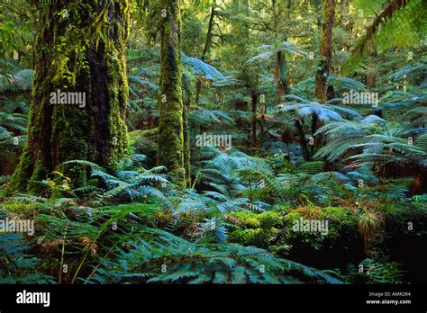 Rainforest Whirinaki Forest Park New Zealand Stock Photo Alamy